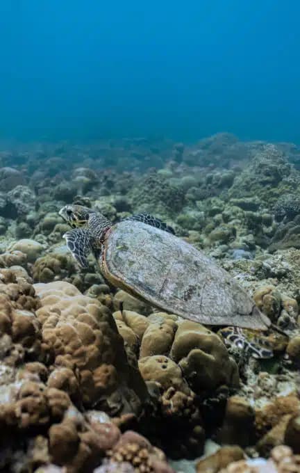 Diving - State-of-the-art localbusiness facility at Brennia Kottefaru with luxurious tropical surroundings and premium amenities