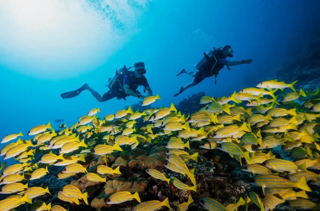 Diving and Snorkelling