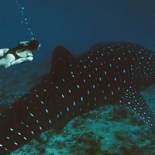 DIVING