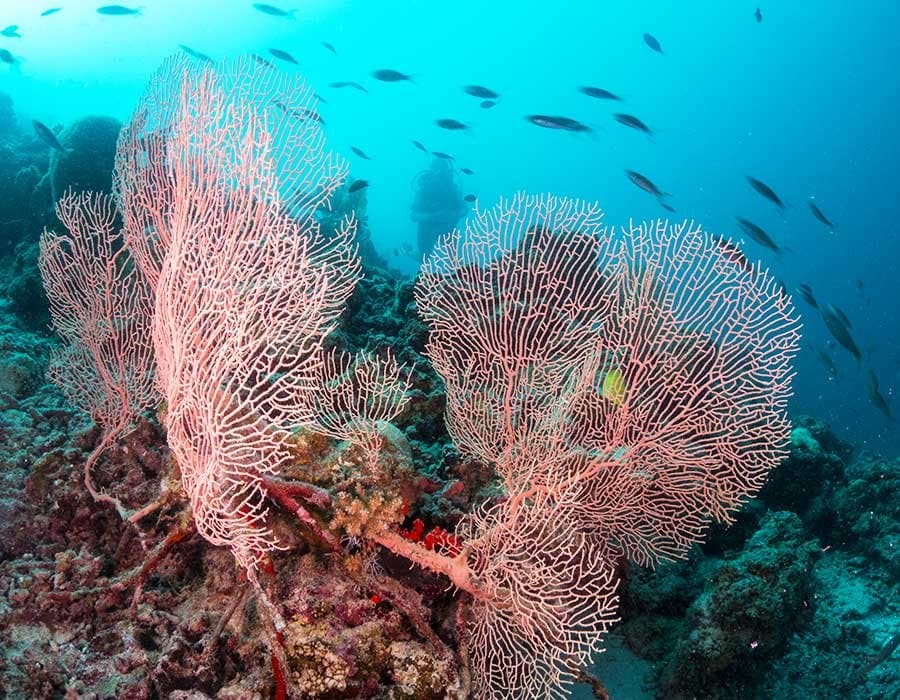 Marine Biologist
