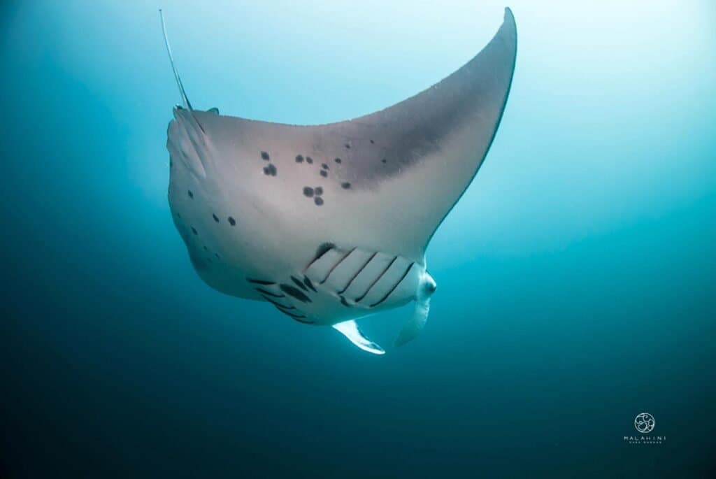 Snorkelling