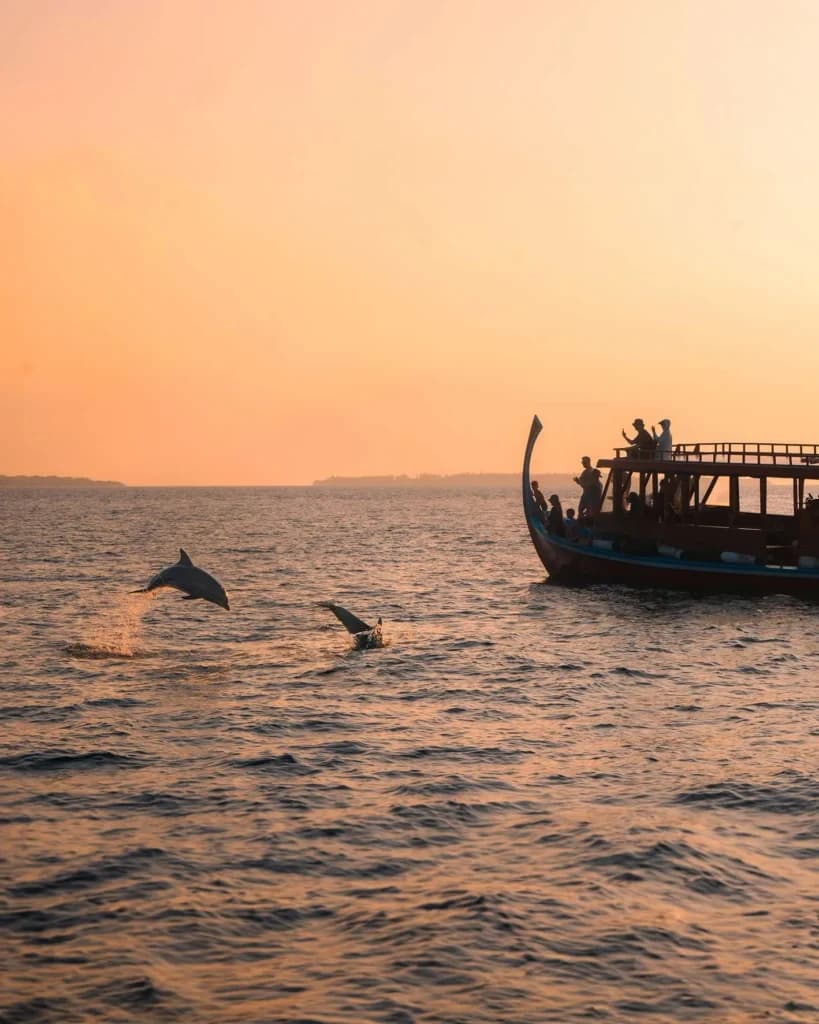 Dolphin Safari