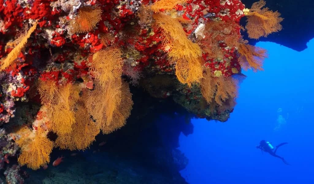 Diving & Watersports Center by Dive & Sail