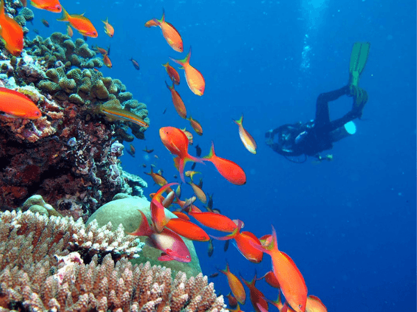 Snorkelling Platform - Image 3