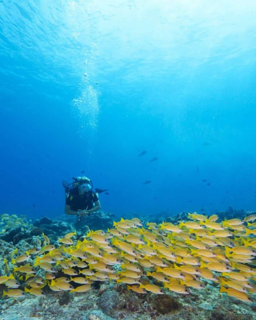 Scuba Diving - Image 3
