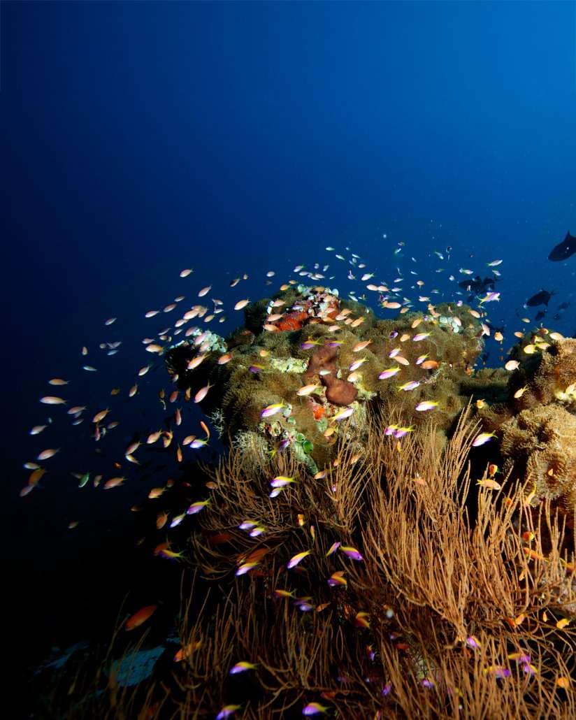 Scuba Diving