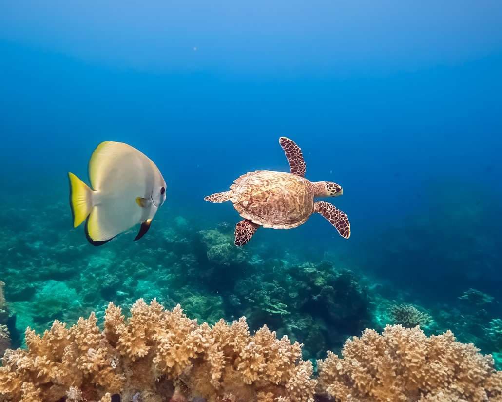 Snorkelling - Image 4