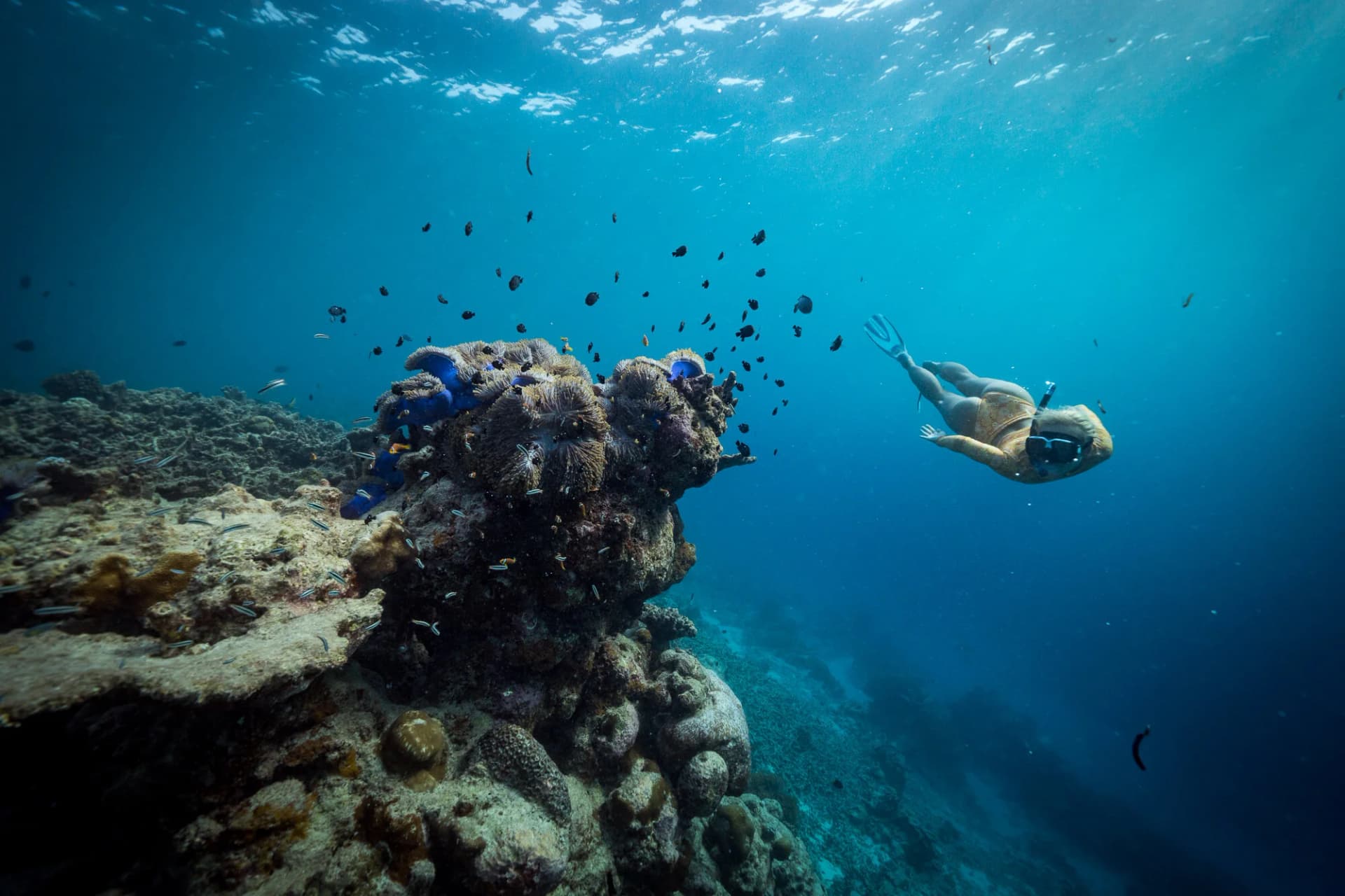 Private House Reef Snorkeling