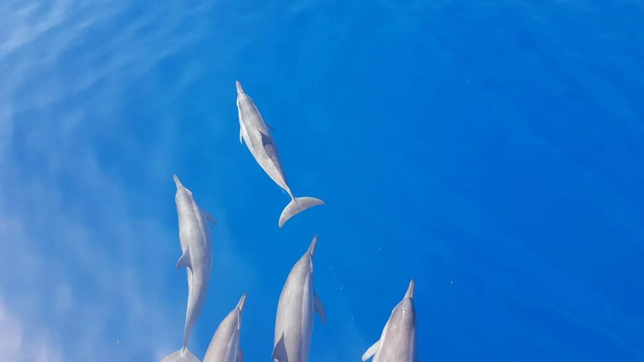 Dolphin Spotting Trip