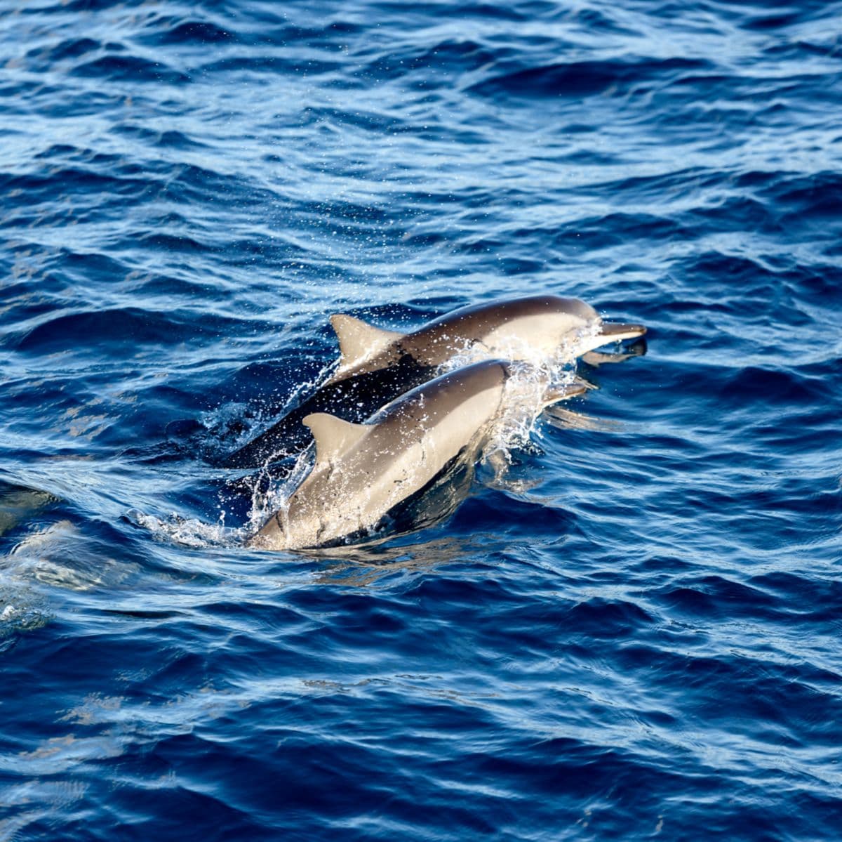 Sunset Dolphin Cruise