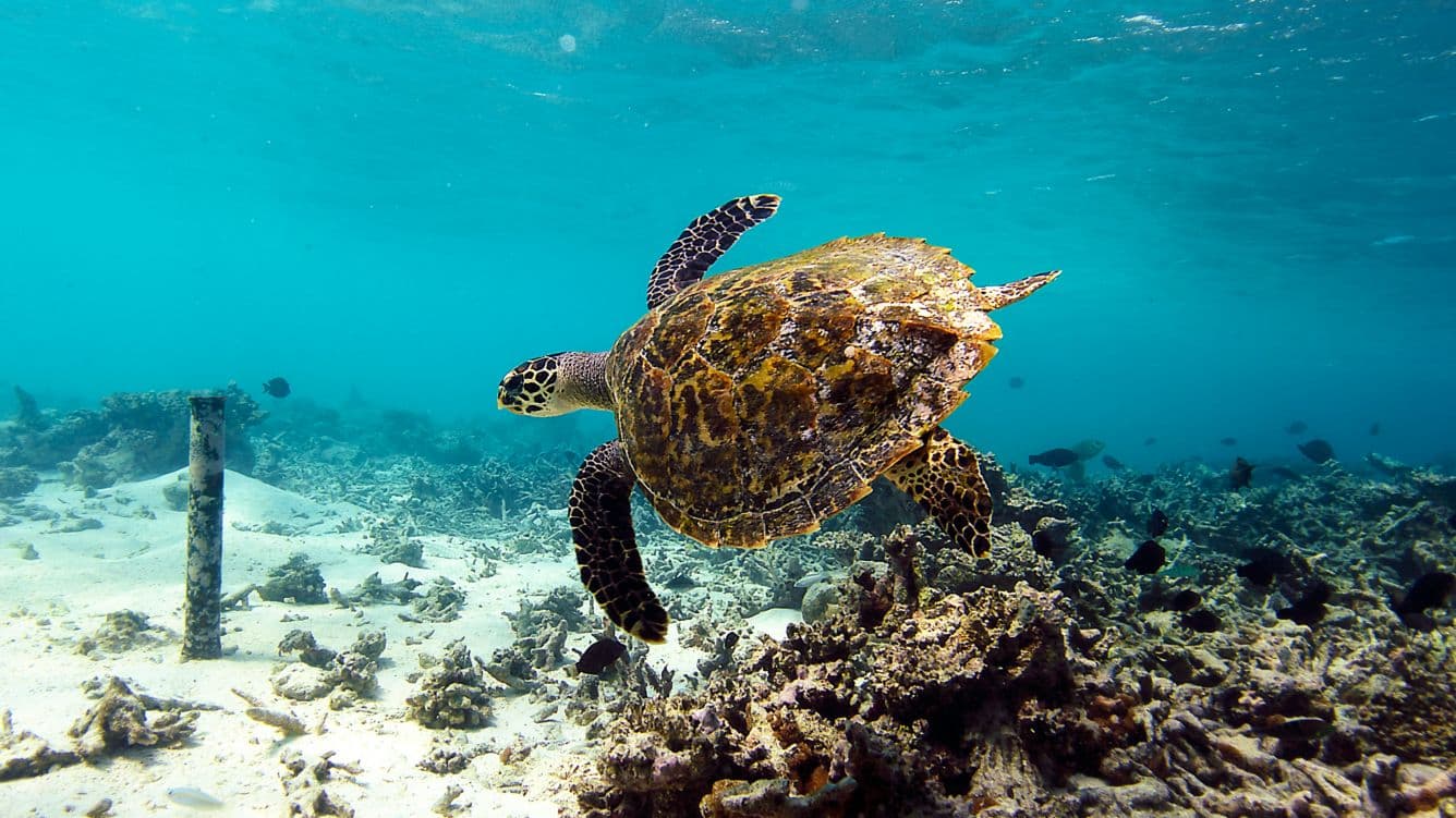 Snorkeling