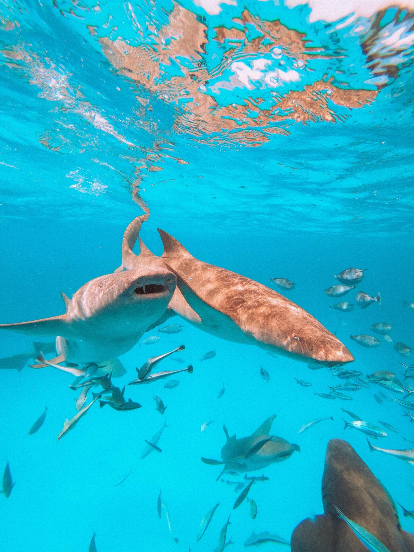 Scuba Diving - Image 2