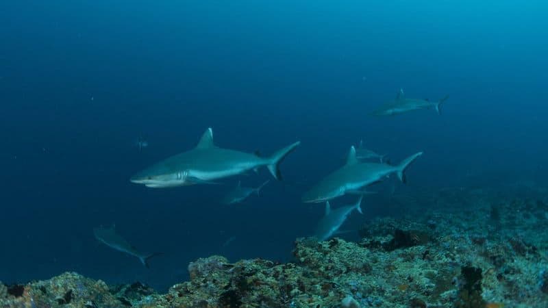 Scuba Diving