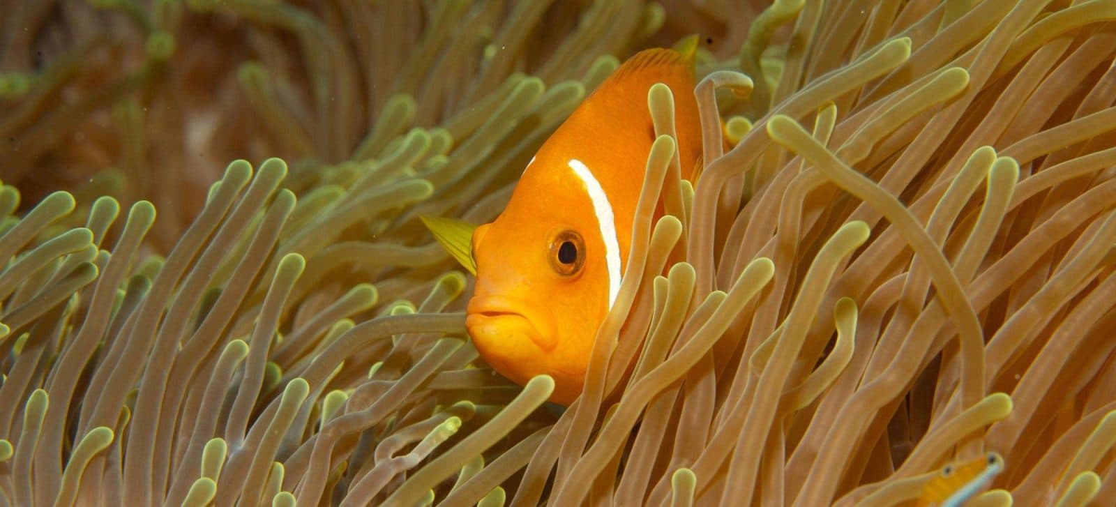 Pro Divers Dive School - Image 2