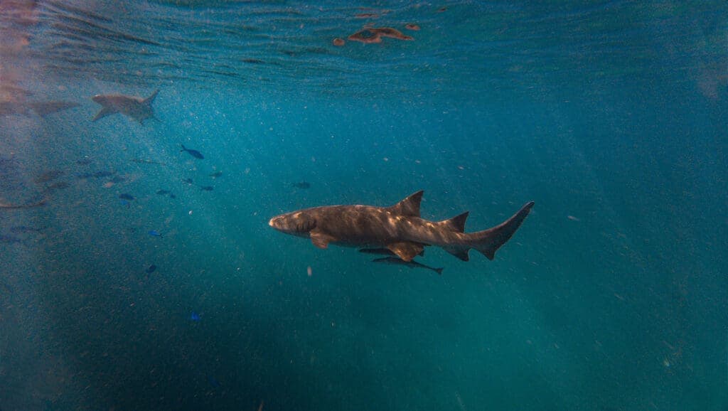 Diving & Watersports - Image 2