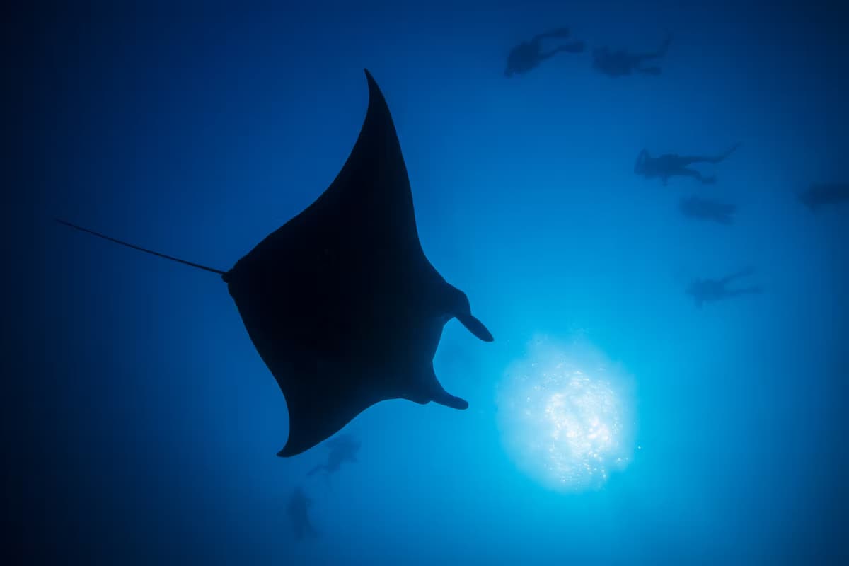 Scuba Diving - Image 2