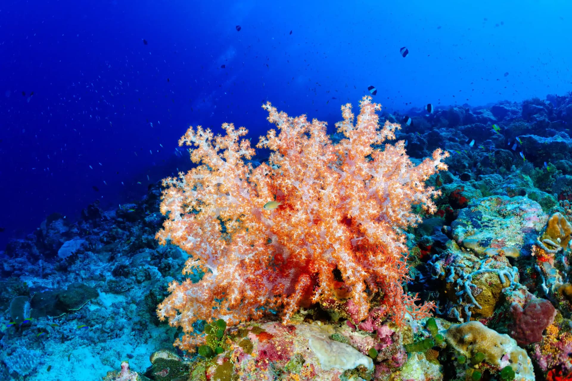 Diving