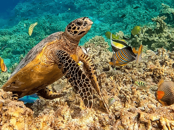 Diving