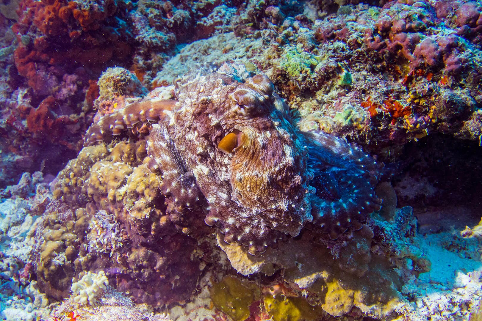 Diving