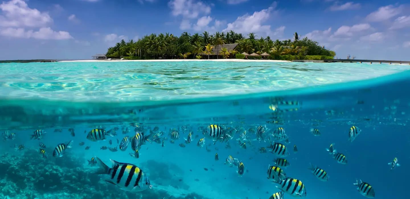 Diving