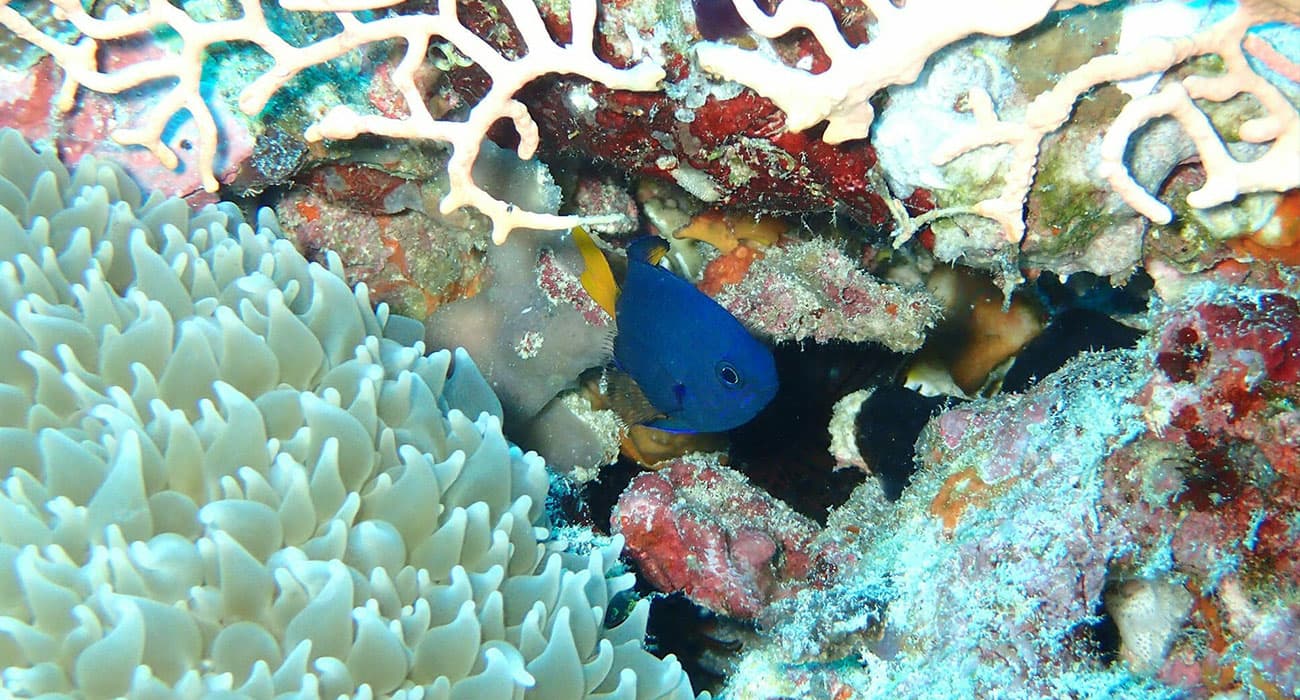 Diving