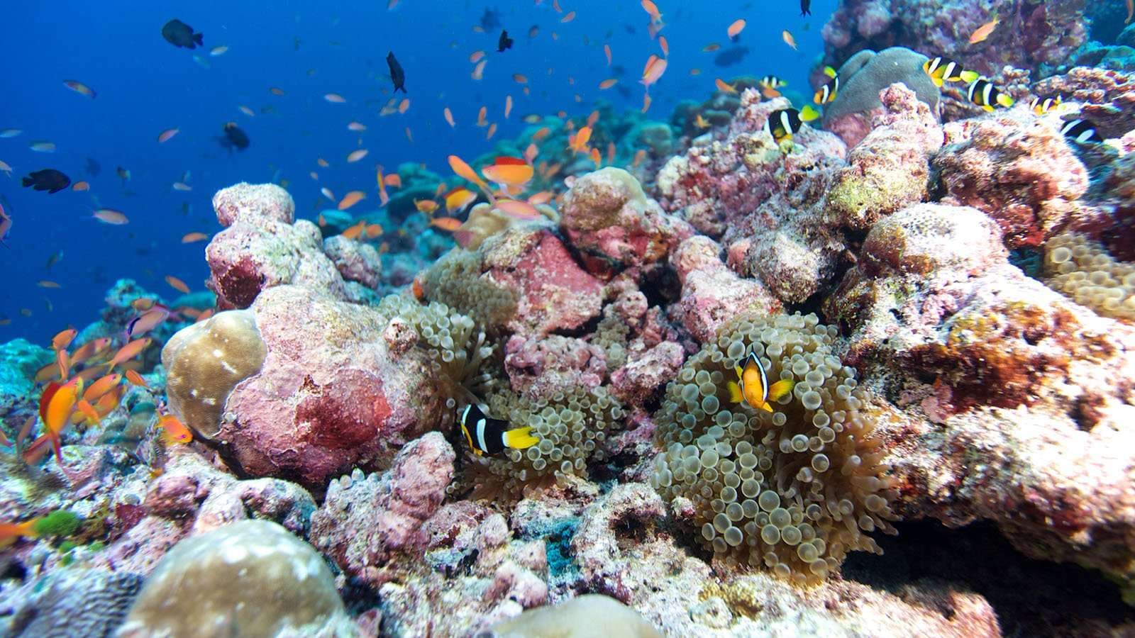 Diving - Image 2
