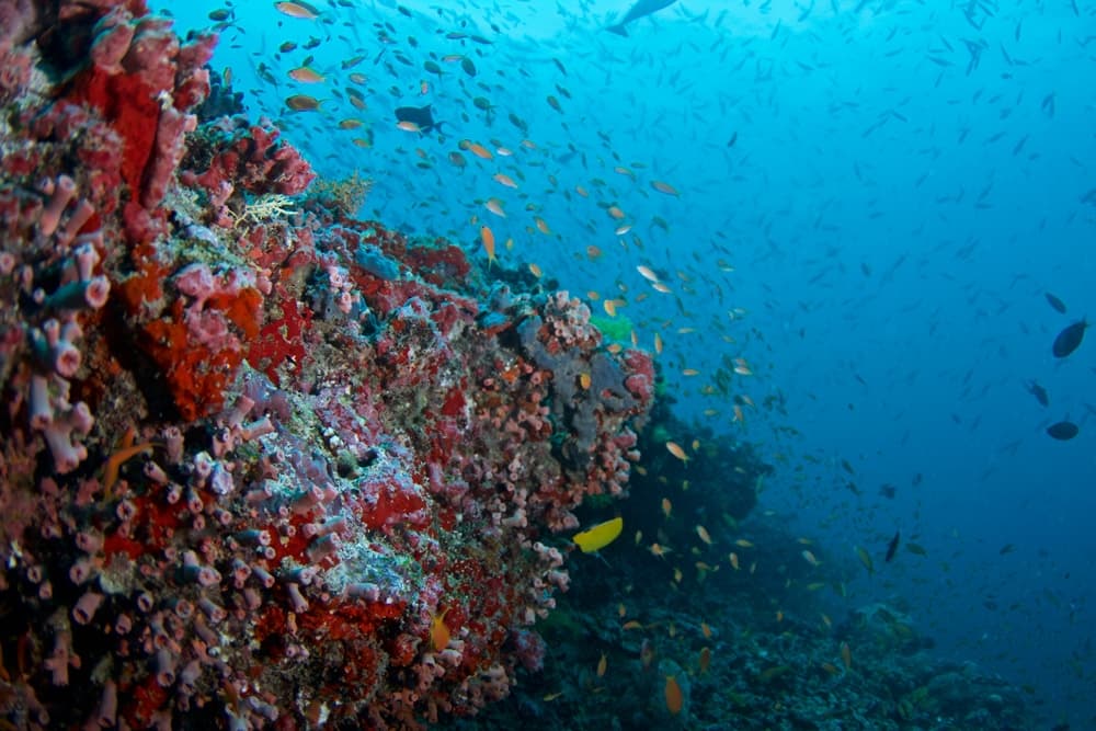 Diving - Image 3