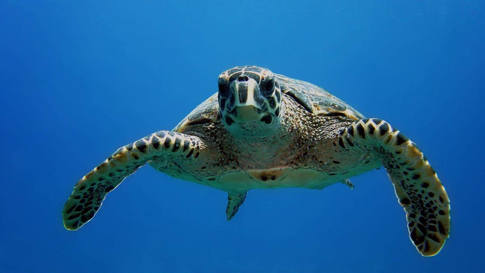 Diving - Image 3