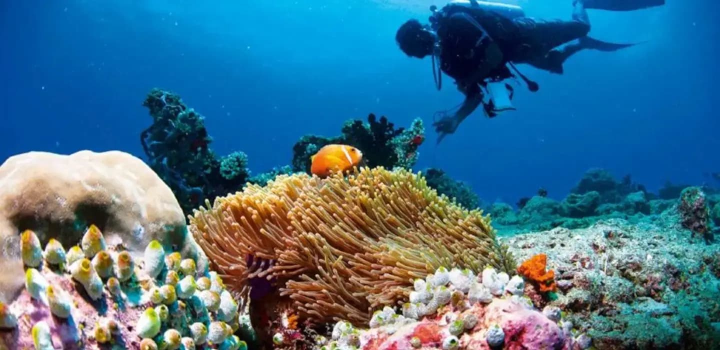 Diving & Excursions