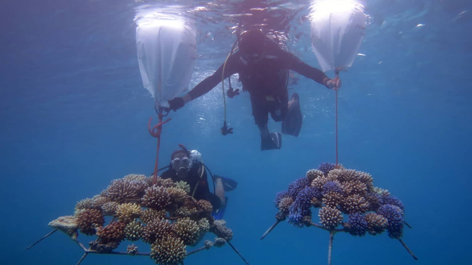Diving - Image 2
