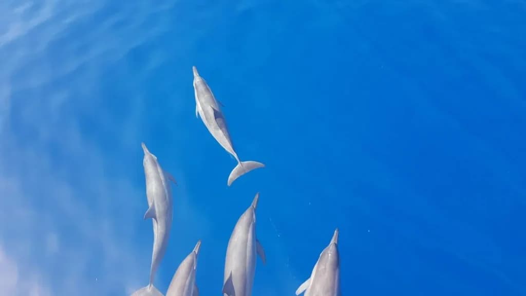Dolphin Spotting Trip