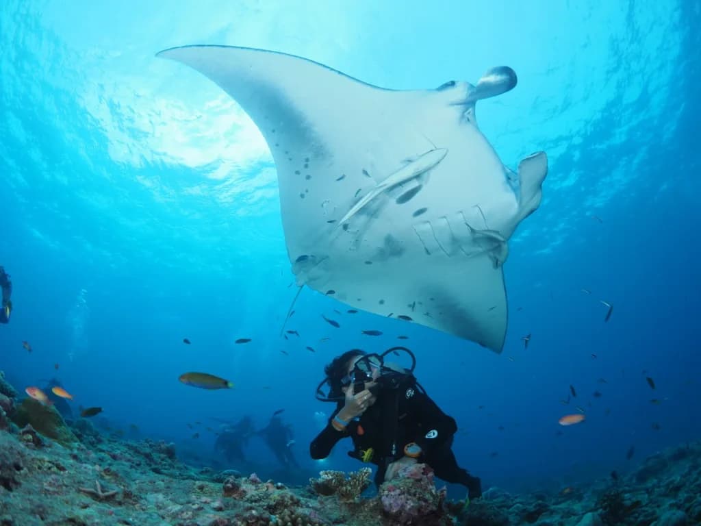 Scuba Diving - State-of-the-art localbusiness facility at You & Me Maldives with luxurious tropical surroundings and premium amenities