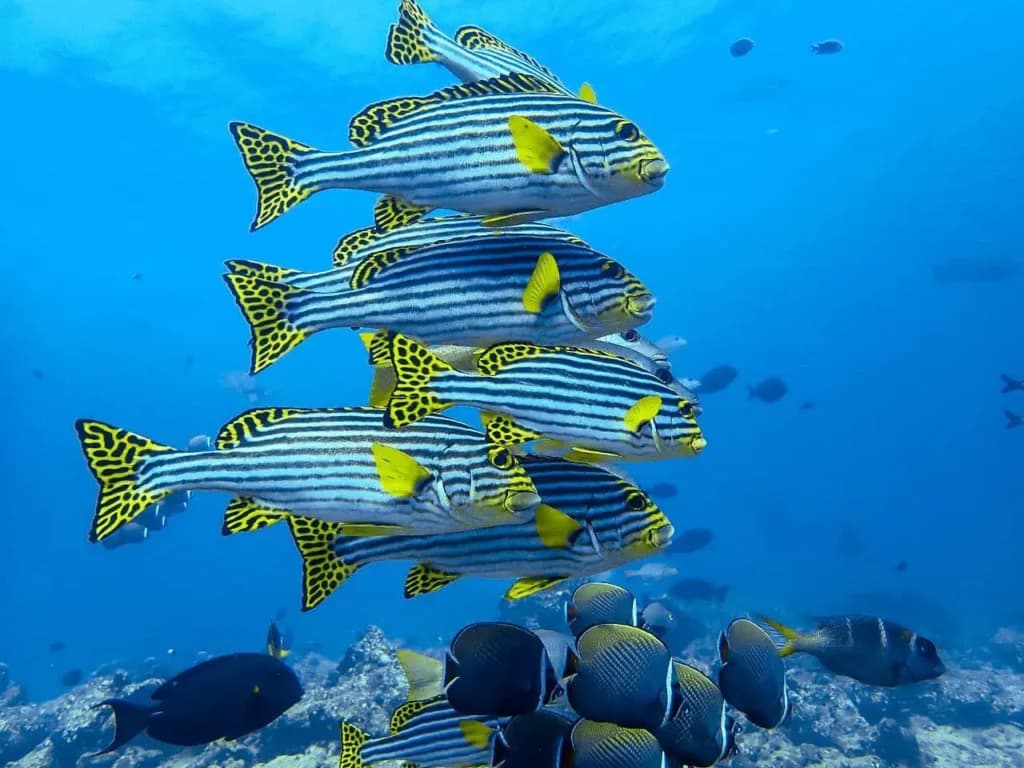 Water Sports & Dive Centre