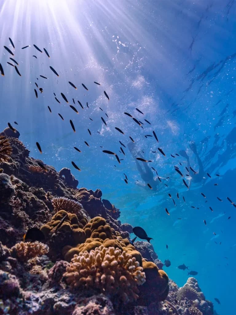 House Reef