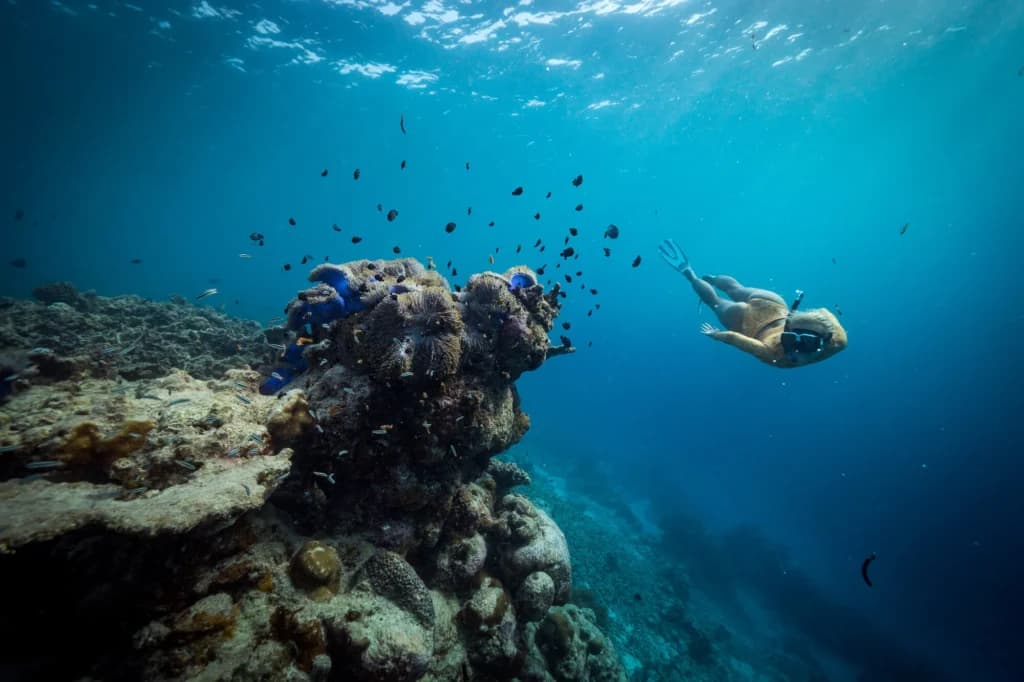 Private House Reef Snorkeling