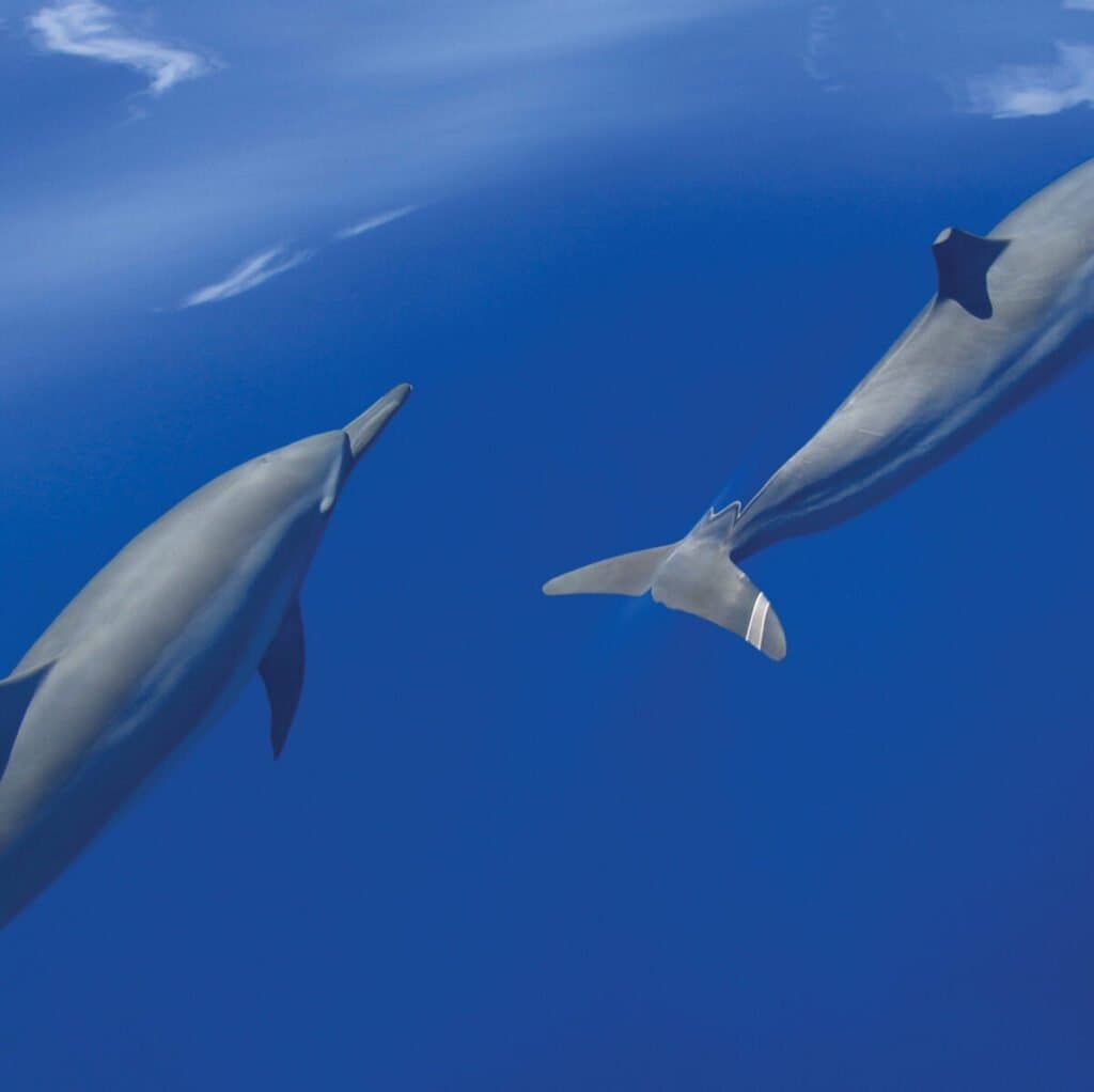 Sunset Dolphin Cruise