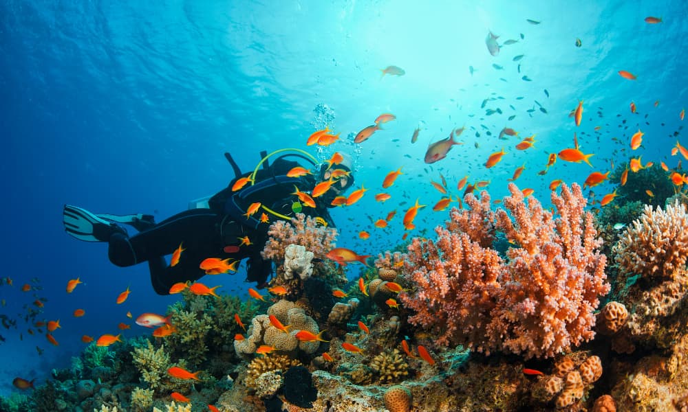 Diving & Watersports