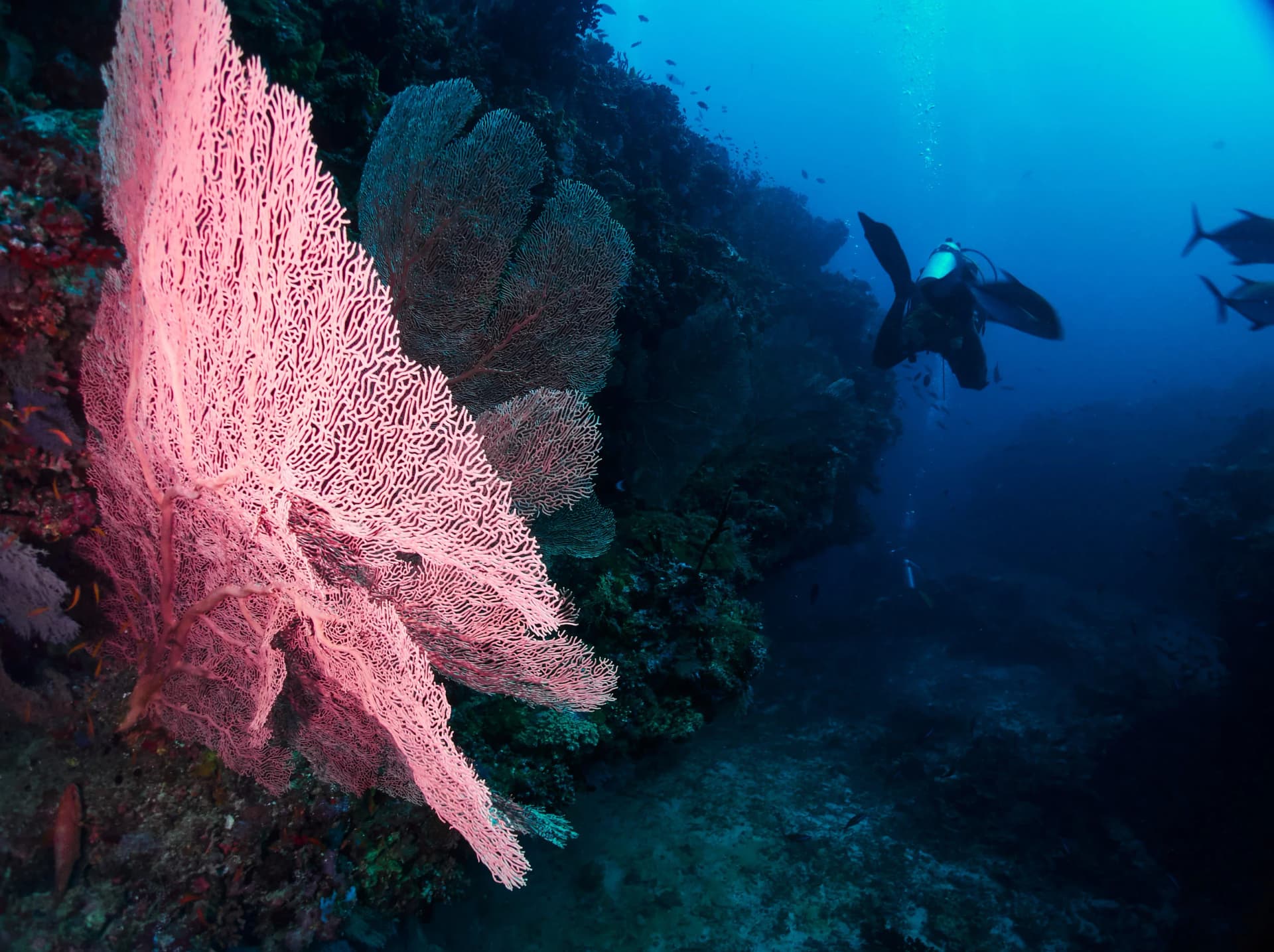 Diving