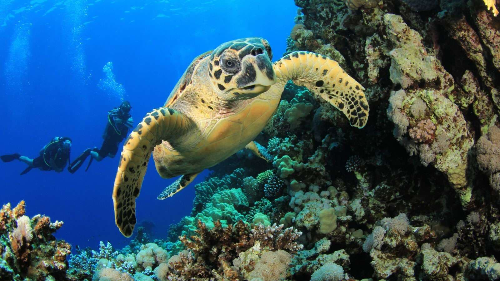 Diving - State-of-the-art localbusiness facility at Kudadoo Maldives Private Island with luxurious tropical surroundings and premium amenities