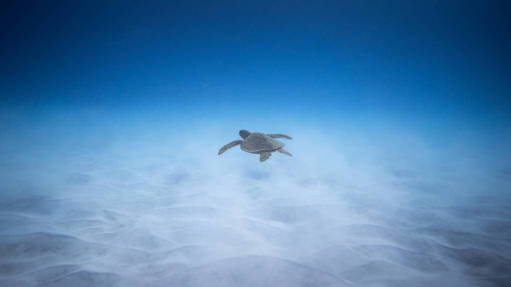 Diving