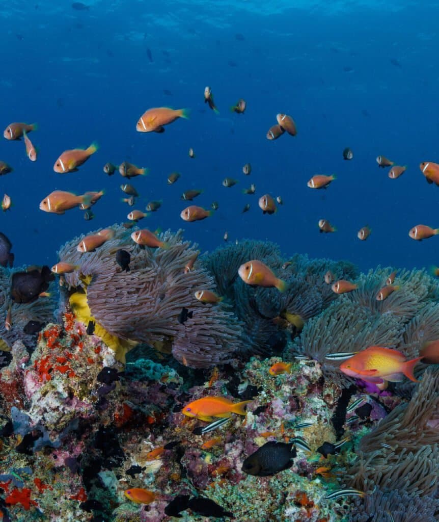 Watersports and Snorkelling