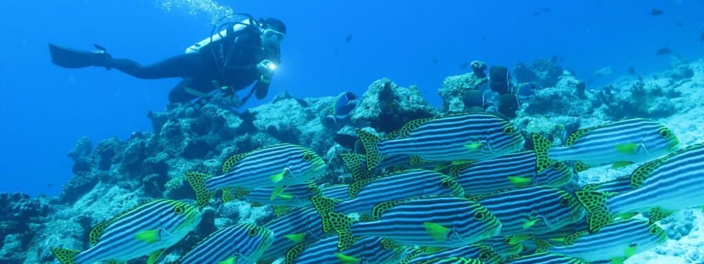 Diving