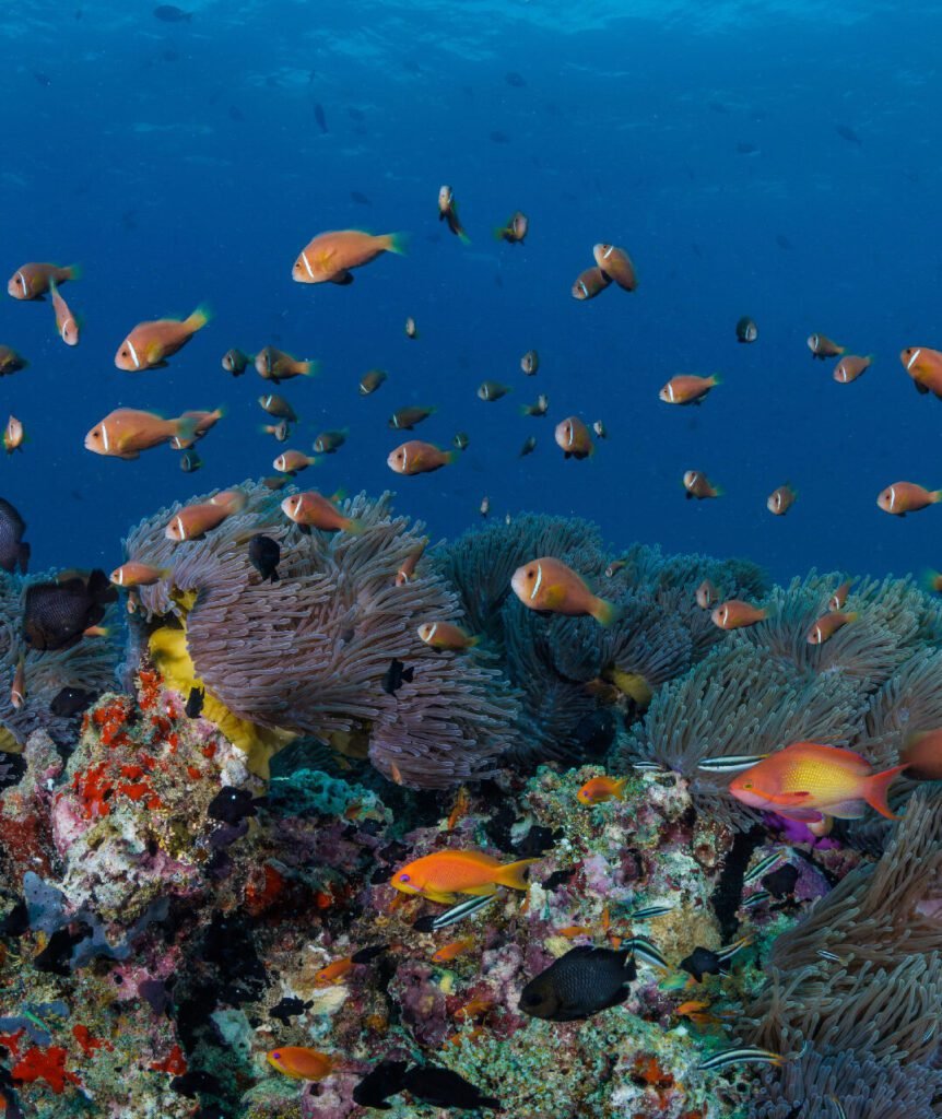 Watersports and Snorkelling