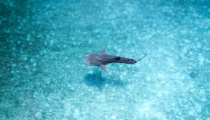 Whale shark excursions