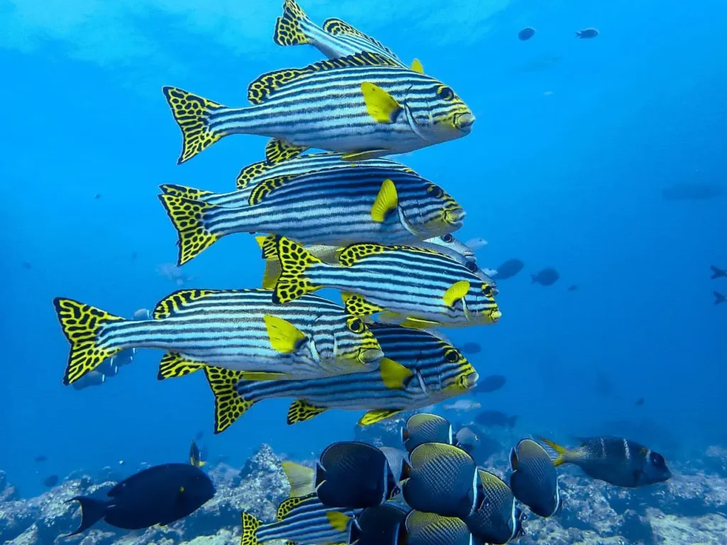 Water Sports & Dive Centre