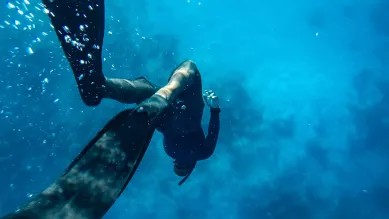 House Reef Snorkeling